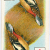 Birds of brilliant plummage.