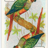 Birds of brilliant plummage.