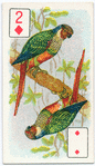 Birds of brilliant plummage.