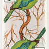 Birds of brilliant plummage.