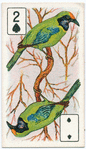 Birds of brilliant plummage.