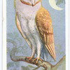 Barn owl.