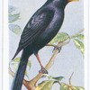 Blackbird.