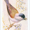 Blackcap.