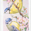 Blue tit.