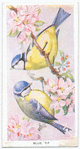Blue tit.