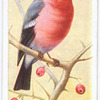 Bullfinch.