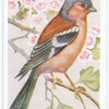 Chaffinch.