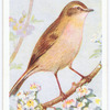 Chiffchaff.