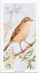 Chiffchaff.