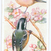 Coal tit.