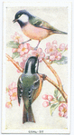 Coal tit.