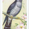 Cuckoo.