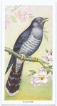 Cuckoo.