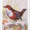 Dipper (ouzel).