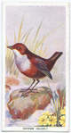Dipper (ouzel).