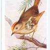 Goldcrest.