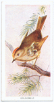 Goldcrest.