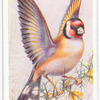 Goldfinch.
