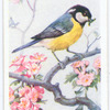 Great tit.