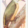 Green woodpecker.