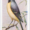 Grey wagtail.