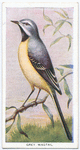 Grey wagtail.