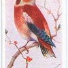 Hawfinch.