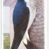 House martin.