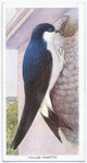 House martin.