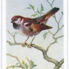 House sparrow.