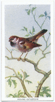 House sparrow.