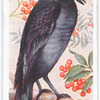 Jackdaw.