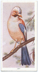 Jay.