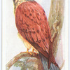 Kestrel.