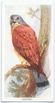 Kestrel.