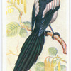 Magpie.