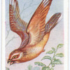 Nightjar.