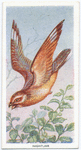 Nightjar.