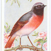 Redstart.