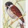 Reed bunting.