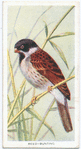 Reed bunting.