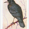 Rook.
