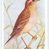 Sedge warbler.