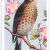 Song thrush.