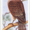 Sparrow hawk.