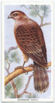Sparrow hawk.