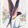 Swallow.