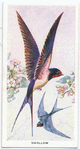 Swallow.