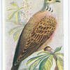 Turtle-dove.